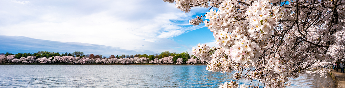 Tidal Basin